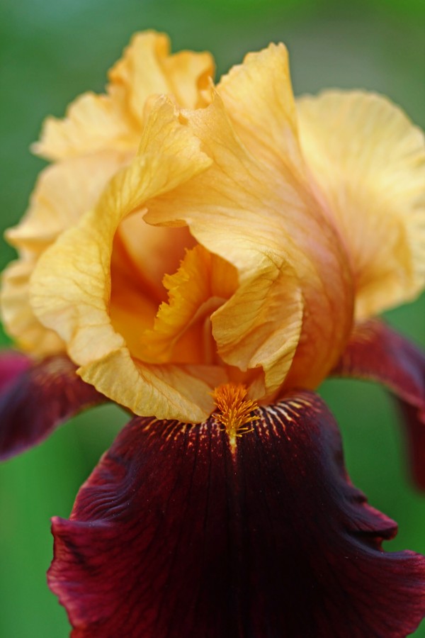 Simply Beautiful by Deb Oppermann